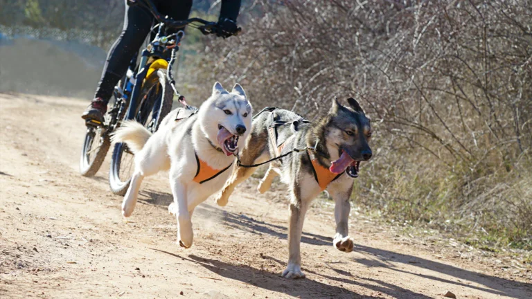 Todo sobre el bikejoring en Ecuador: la modalidad más veloz del deporte canino